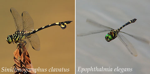 S. clavatus & E. elegans