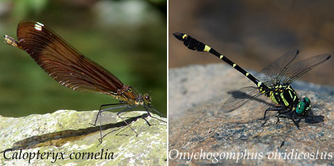C. cornelia & O. viridicostus